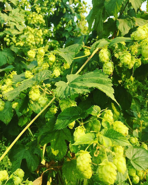 When Hops Are More Than Just Hops