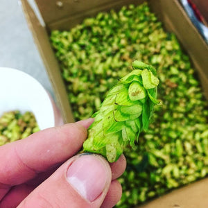 Winterlong Brewing Announces Seasonal Releases for Autumn (CBN article)