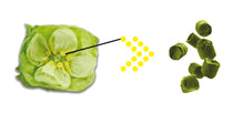 Lotus Lupulin Hop Pellets 2023 (Cryo/Lupulin)
