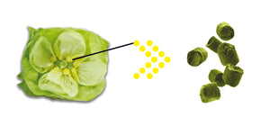Lotus Lupulin Hop Pellets 2023 (Cryo/Lupulin)