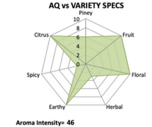 2025 NZ Motueka T90 Hop Pellets