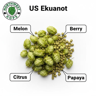 2024 US Equinox (Ekuanot) T90 Hop Pellets