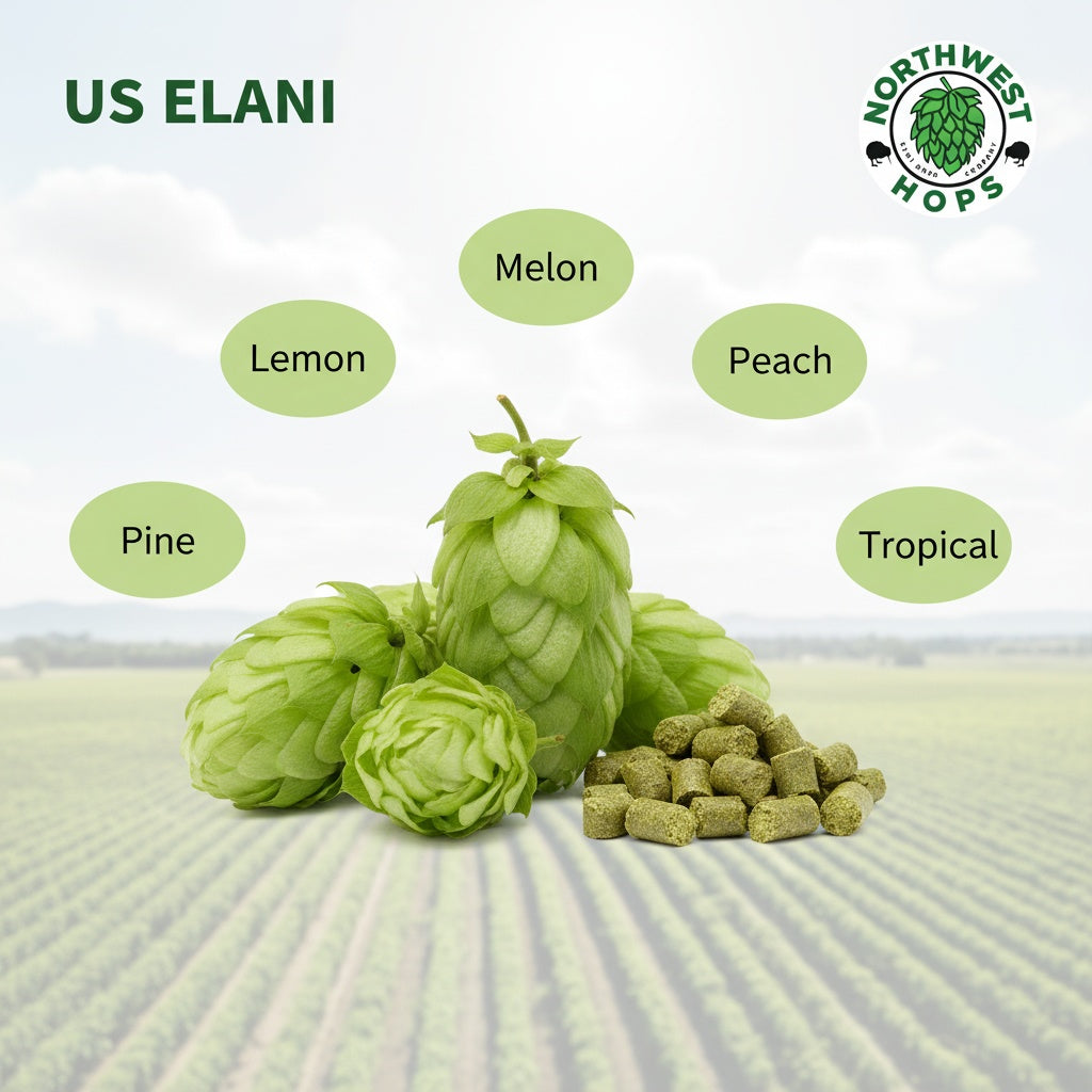 2024 US Elani Hops – Citrus, Peach & Melon Aroma | Northwest Hops