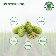 Vera Hop Pellets 2025 – Bright Citrus & Floral Aroma Hops from the Pacific Northwest